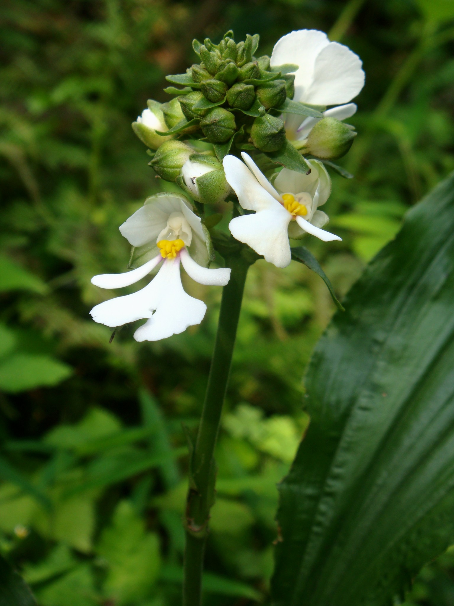 Calanthe alismifolia